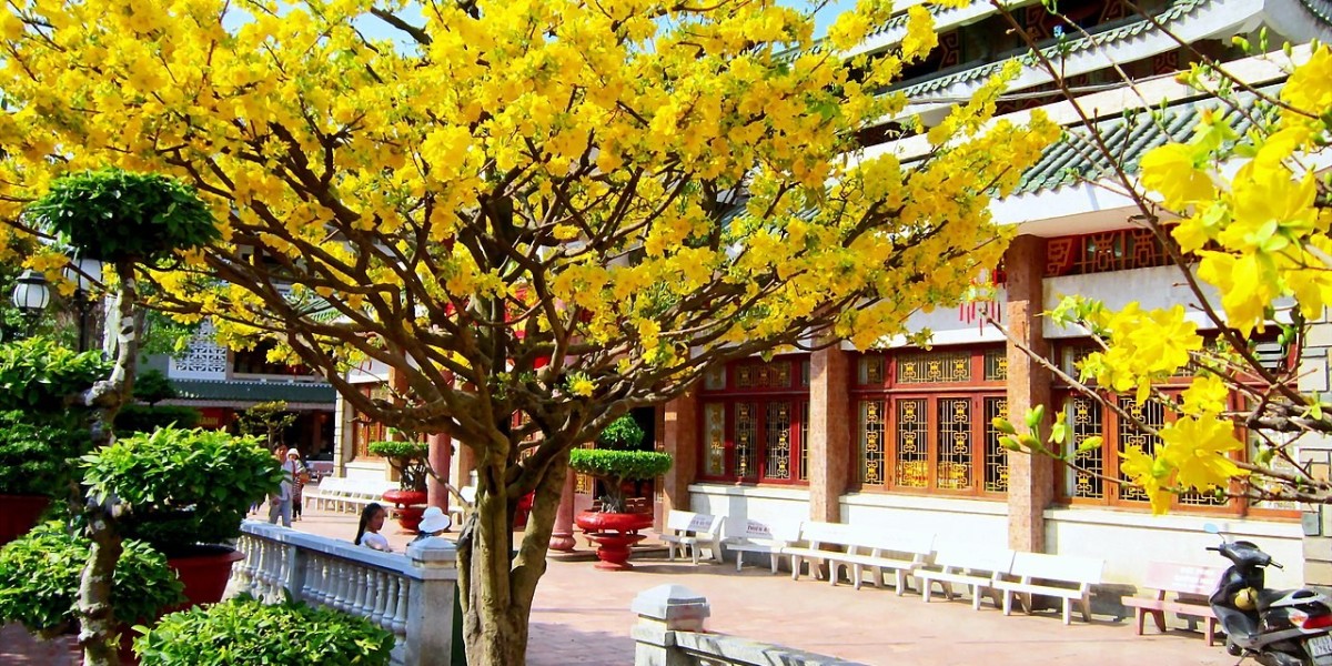 Sửng sốt trước vẻ rực rỡ của cây hoa mai vàng khổng lồ ở Đồng Nai